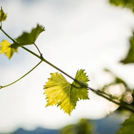 Apartment Schmitte Am Sonnenwirtsplatz: Eppan's Hiking And Cycling Haven *